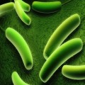 Chemiphase Biological Bioreactor Technology